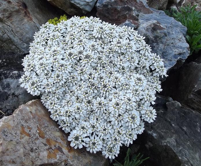 Iberis Saxatilis  Hybr. (1124)